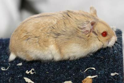 Campbelli dwerghamster, argente