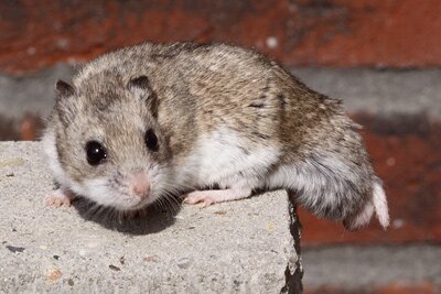 Chinese dwerghamster, agouti
