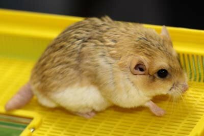 Dikstaart gerbil, wildkleur