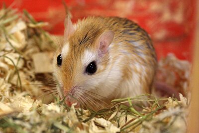 Bleke gerbil, agouti