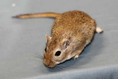 Mongoolse gerbil, agouti