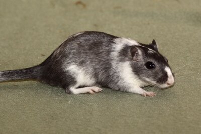 Mongoolse gerbil, bont