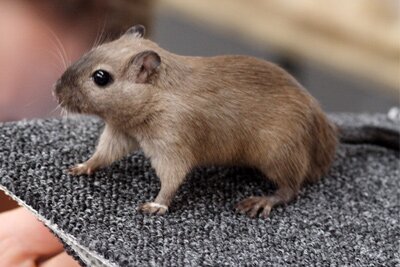 Mongoolse gerbil, burmees