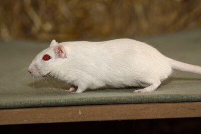 Mongoolse gerbil, creme