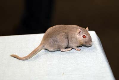 Mongoolse gerbil, duifgrijs