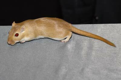 Mongoolse gerbil, geel-agouti
