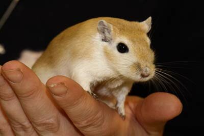 Mongoolse gerbil, honing donkeroog