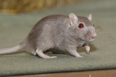 Mongoolse gerbil, lilac