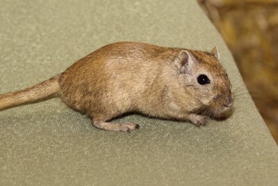 Mongoolse gerbil, nootmuskaat