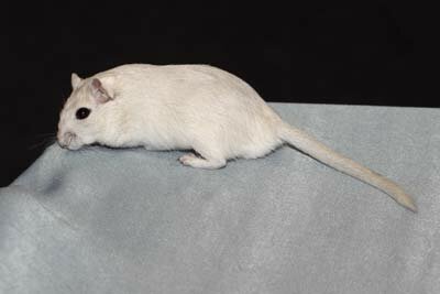 Mongoolse gerbil, poolvos