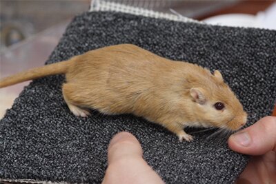 Mongoolse gerbil, saffraan