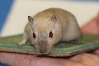 Mongoolse gerbil, siamees
