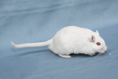 Mongoolse gerbil, wit-roodoog