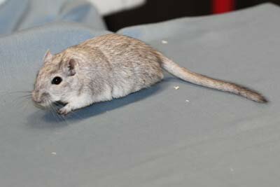 Mongoolse gerbil, zilver-agouti