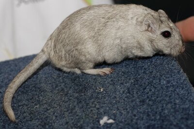 Mongoolse gerbil, zilvernootmuskaat