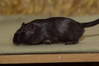 Mongoolse gerbil, zwart