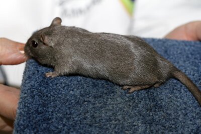 Mongoolse gerbil, blauw