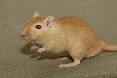 Mongoolse gerbil, roodnootmuskaat