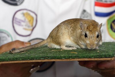 Sundevall gerbil, agouti