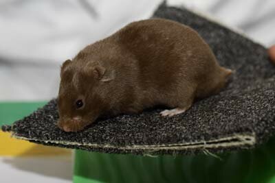 Syrische hamster, chocolade