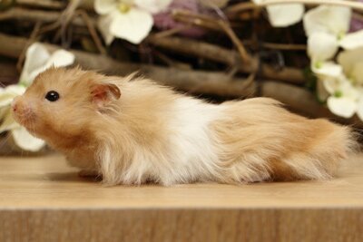 Syrische hamster, chocolade sepia