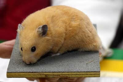 Syrische hamster, cr�me