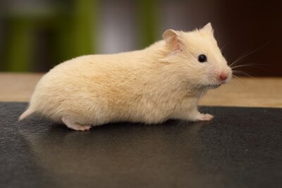 Syrische hamster, cr�me roodoog