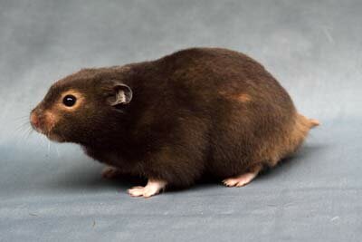 Syrische hamster, donker-sepia