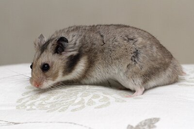 Syrische hamster, donkergrijs