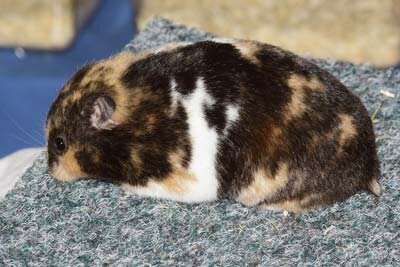 Syrische hamster, driekleur
