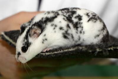 Syrische hamster, gevlekt