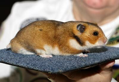 Syrische hamster, goud