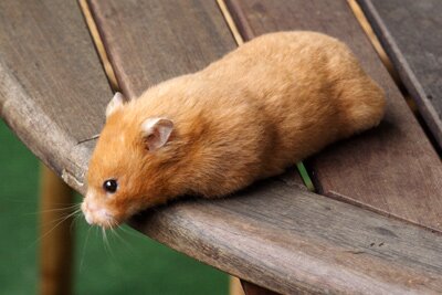 Syrische hamster, koper