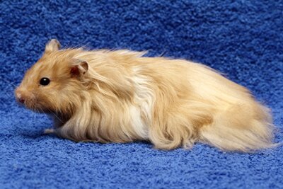 Syrische hamster, langhaar