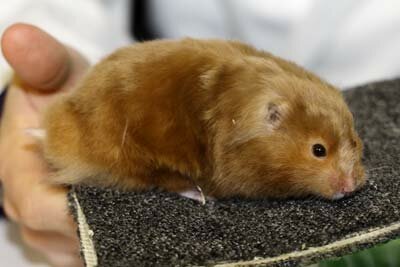 Syrische hamster, langhaar satijn