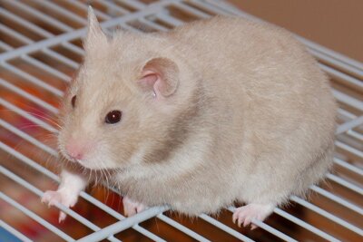 Syrische hamster, lilac