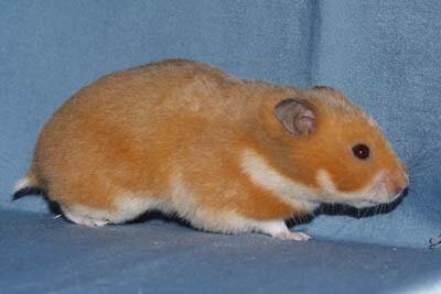 Syrische hamster, oranje