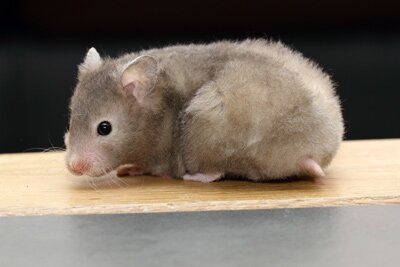 Syrische hamster, rex