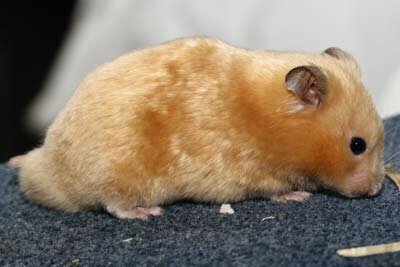 Syrische hamster, satijn