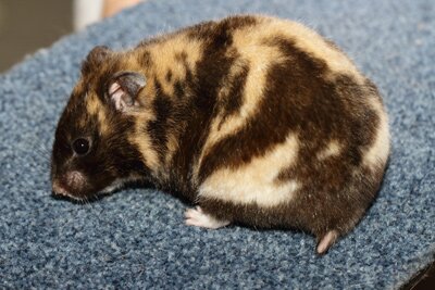 Syrische hamster, schildpad