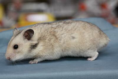 Syrische hamster, sepia
