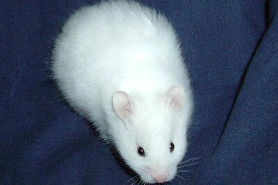 Syrische hamster, wit donkeroog