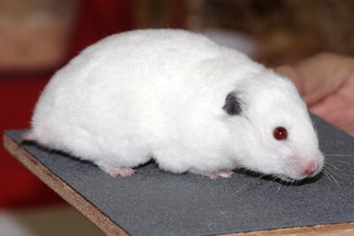 Syrische hamster, wit donkeroor
