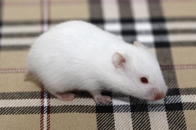 Syrische hamster, wit roodoog