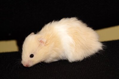 Syrische hamster, witband