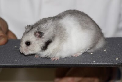 Syrische hamster, zilvergrijs