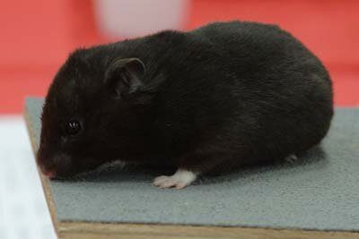 Syrische hamster, zwart
