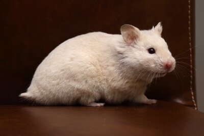 Syrische hamster, blond-roodoog