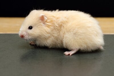 Syrische hamster, caramel
