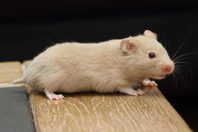 Syrische hamster, champagne